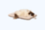 cat on CoolNest Gel Pet Pad