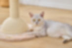 Cat model with our Lookout cat tree with natural sisal scratchers.