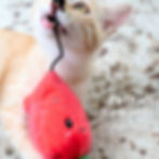 Strawberry cat toy with cat playing, customizable, attachable.